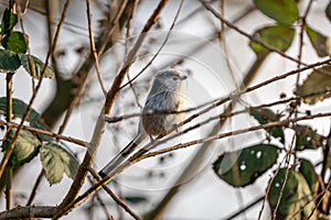 Long tail tit close up on branch