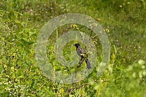 Long tailed bird perches behind the plant and looks forward. Good looking bird has a unique feather and beak.