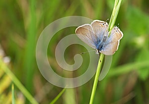 Long-tailed blue butterfly photo