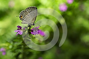 Long-tailed Blue Butterfly, Lampides boeticus