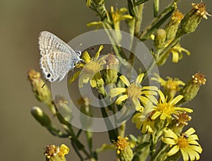 Long-tailed Blue Butterfly