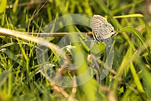 Long tailed blue butterfly