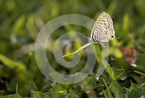 Long tailed blue butterfly