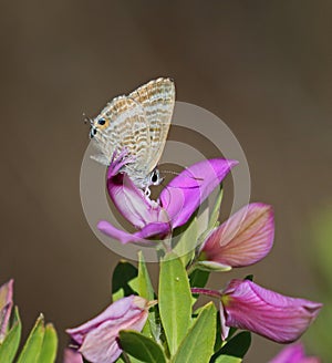 Long tailed Blue