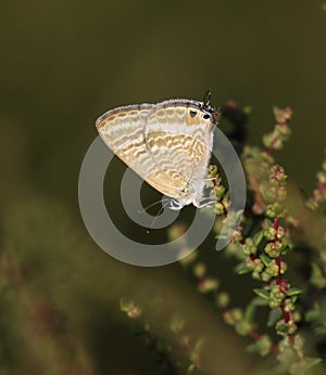 Long tailed Blue