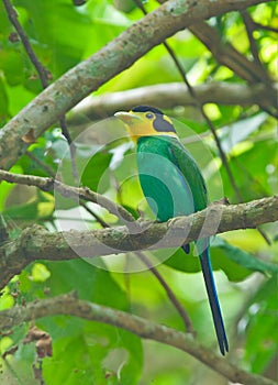 Long-tailed Broadbill photo