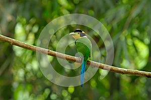 Long-tailed broadbill