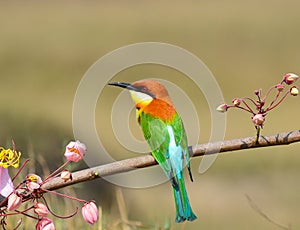 Long-tailed broadbill