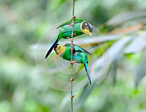 Long-tailed broadbill