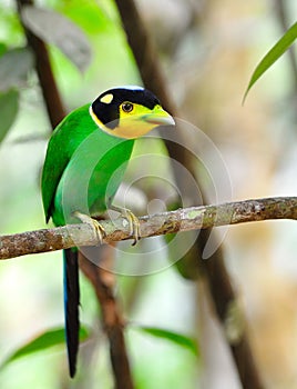 Long-tailed broadbill