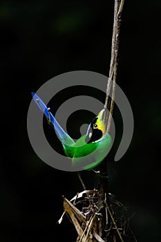 Long-tailed Broadbill bird