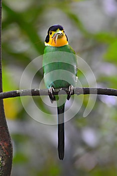 Long-tailed Broadbill bird photo