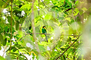 Long-tailed Broadbill bird perching on branch in tropical rainforest