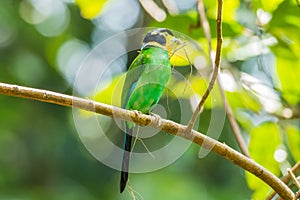 Long-tailed broadbill with dried grass in its mouth