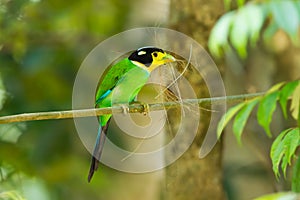 Long-tailed broadbill