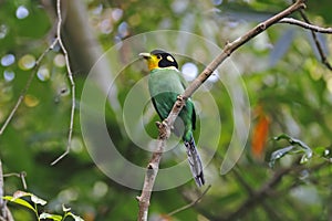 Long-tailed Broadbill Psarisomus dalhousiae Beautiful Birds of Thailand