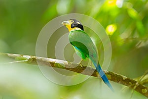Long-tailed broadbill