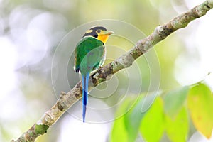 Long-tailed Broadbill photo