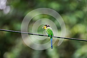 Long-tailed Broadbill sticking on branches at Khao Yai National Park