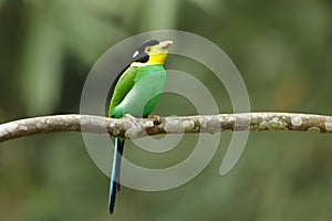 Long tailed broadbill on tree branch photo