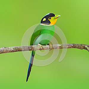 Long-tailed broadbilll bird