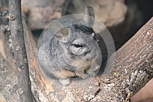 Long-tailed chinchilla