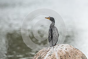 Long-tailed Cormorant in Kruger National park, South Africa