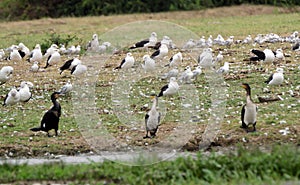 Long-tailed cormorants and gulls, Queen Elizabeth National Park, Uganda