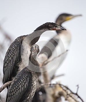 Long tailed cormorants - Reed cormorants photo