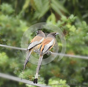 long tailed corvid birds of indian subcontinent