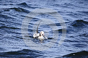 Long tailed duck