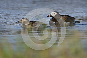 long-tailed duck & x28;Clangula hyemalis& x29;