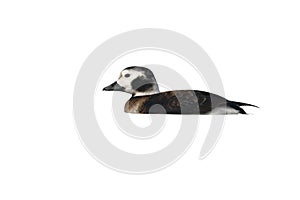 Long-tailed duck, Clangula hyemalis