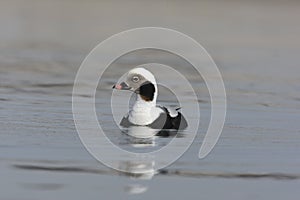 Long-tailed duck, Clangula hyemalis