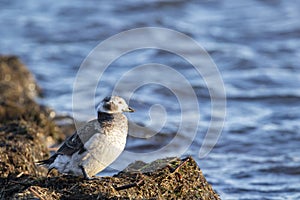 Long-tailed duck Clangula hyemalis standing