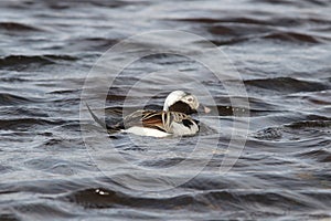 Long-tailed duck, Clangula hyemalis swimming