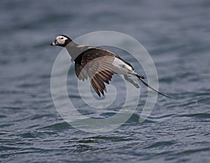Long tailed Duck (Oldsquaw)