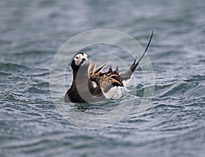 Long tailed Duck (Oldsquaw)
