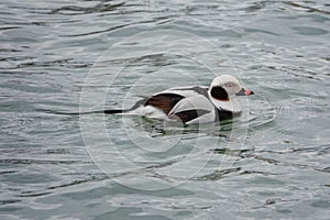 Long Tailed Duck Swimming on Lake Erie
