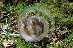 Long-Tailed Field Mouse, apodemus sylvaticus, Adult