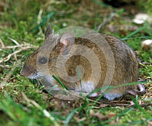 Long Tailed Field Mouse, apodemus sylvaticus, Adult standing on Grass