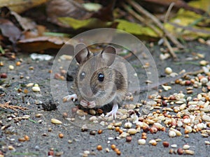 Long Tailed Field Mouse (Wood mouse)