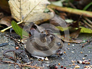 Long Tailed Field Mouse (Wood mouse)