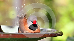 Long-tailed Finch bird bathing in birdbath, Florida