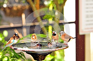 Long-tailed Finch birds in birdbath, Florida