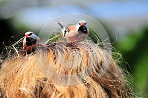 Long-tailed finch birds picking-up woman hair