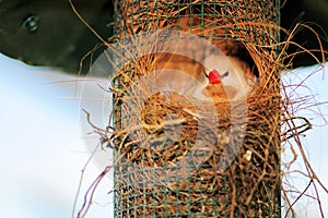 Long-tailed finch in nest