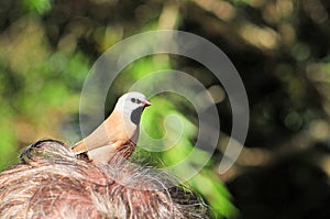 Long-tailed finch standing on man head