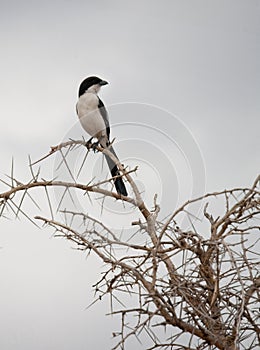 Long-tailed fiscal shrike photo