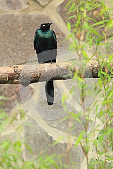 Long-tailed glossy starling